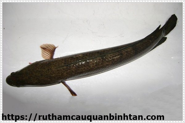 Tổng hợp c&aacute;c c&aacute;ch th&ocirc;ng cống nghẹt hiệu quả nhất hiện nay với c&aacute; l&oacute;c