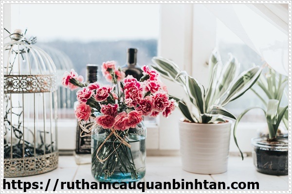 L&agrave;m thơm ph&ograve;ng ngủ một c&aacute;ch tự nhi&ecirc;n nhất với c&acirc;y cảnh